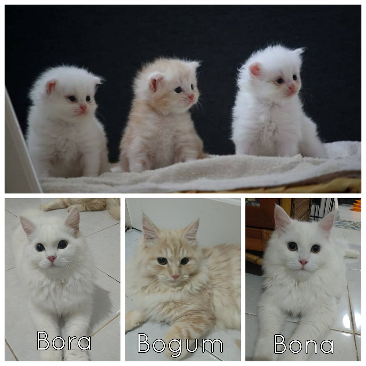 nendenlubis's tweet photo. @ulat_bulu_bulu 😍😍😍 https://t.co/OhkOcqZTOT