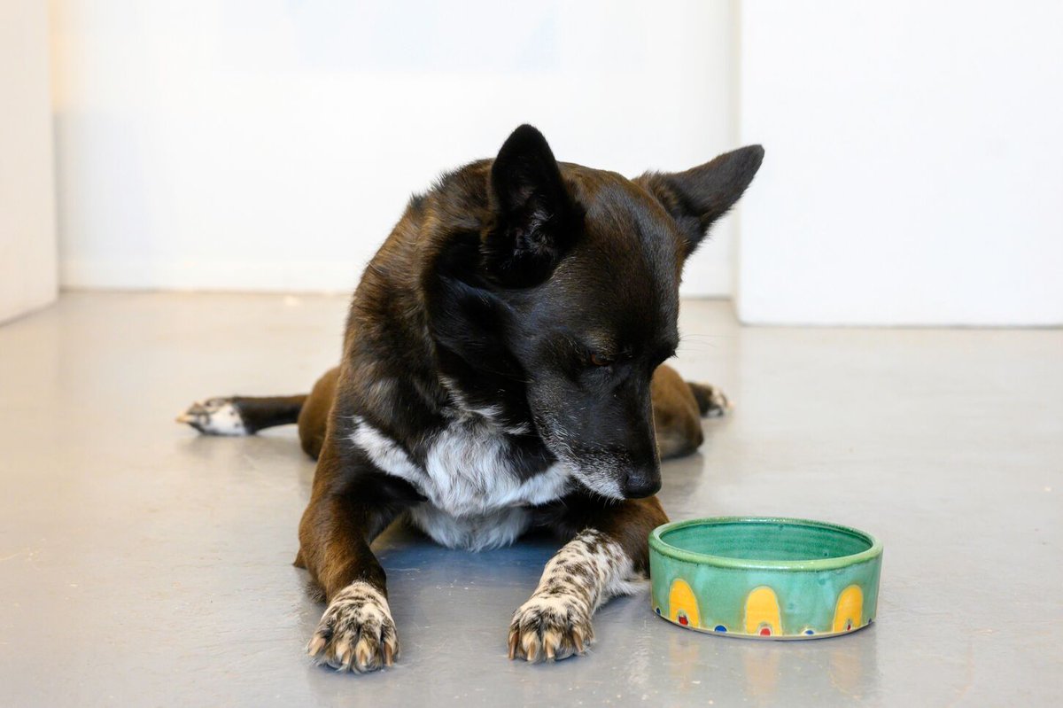 Only a week left of Pots for Pets! Stop by and get your favorite fur-baby a handmade gift!
10% of sales go towards <a href="/AdoptADogInc/">Adopt-A-Dog</a> 🐶 
#Westchester #DogsofTwittter