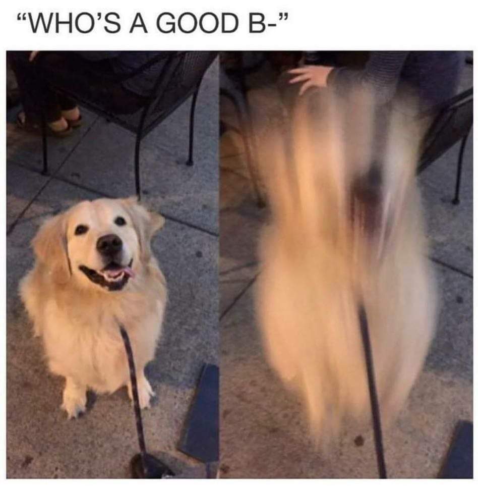 Accurate footage of my Saturday night #GameofThrones #Ghost