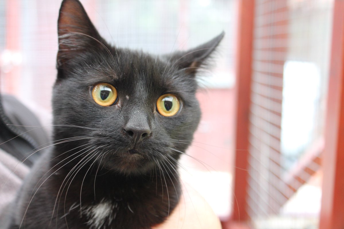 CPLeicester's tweet photo. Beautiful Merlin came into our care last week and is already reserved for his new home. Isn't he gorgeous? https://t.co/NTWcyl34t5