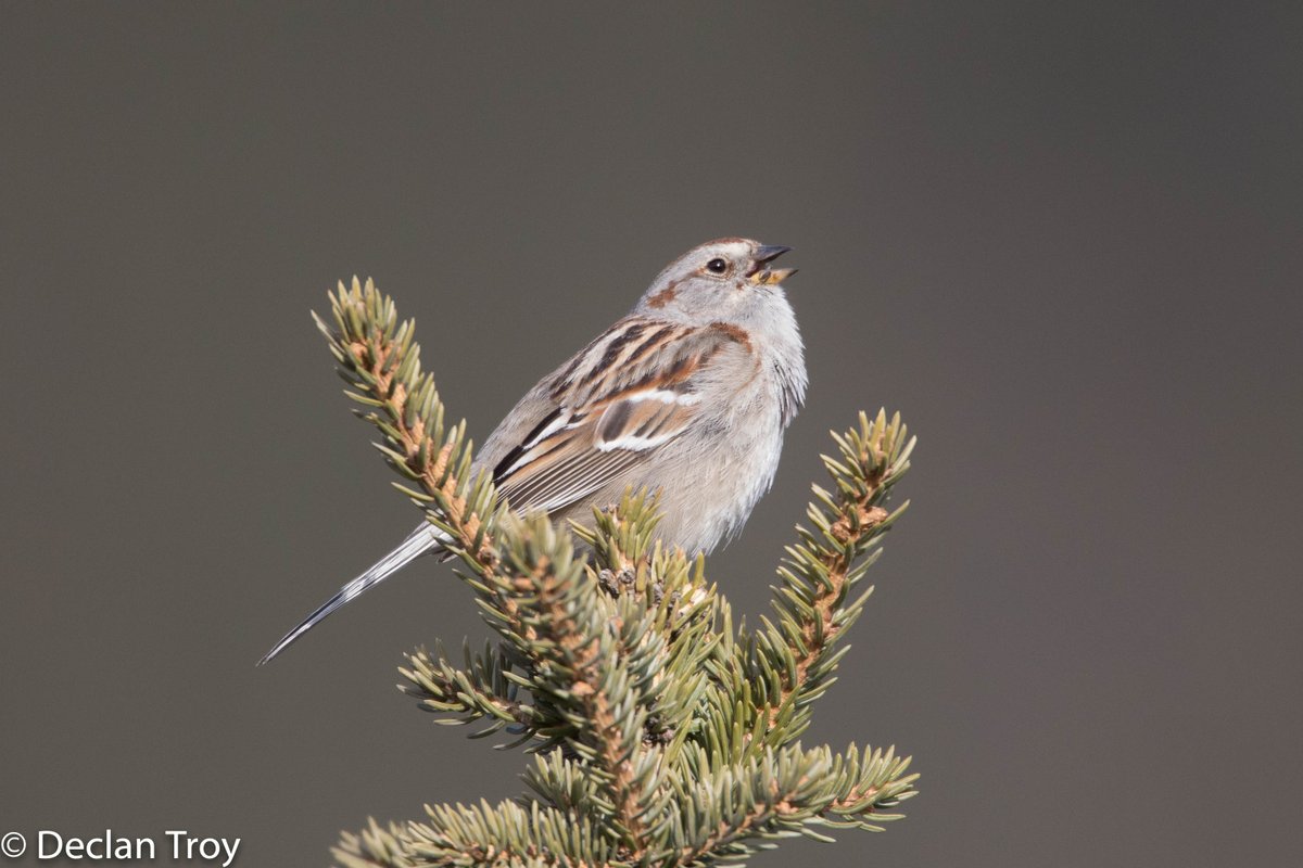 TroyDeclan's tweet photo. American Tree Sparrow: Actually more of a shrub sparrow during the summer but they will make use of convenient trees for a higher perch when they sing. #DenaliNP #Alaska @Avibase https://t.co/SnVVK78uDs