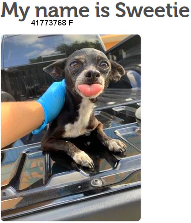 MoishesMom's tweet photo. π¨πππ» More senseless π at #Palm #Valley #Edinburgh #South #Texas How could anyone with a β₯οΈKill this baby ππ» ππ±ππ€ This #slaugherhouse kills hundreds every week #BanKillPoundsinUSA π¨πππ» @bvanhool #2pledge #retweet #foster #adopt #rescue #transport Save Sweetie in Tx ππ»ππ https://t.co/Jmr53wfLOu