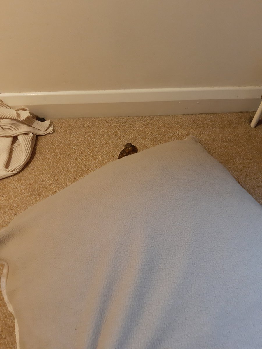 Crowleypants's tweet image. There was a bang at my door and then a chirp. So I opened the door, held eye contact with this bird for what felt like a minute and then it just let itself into my house