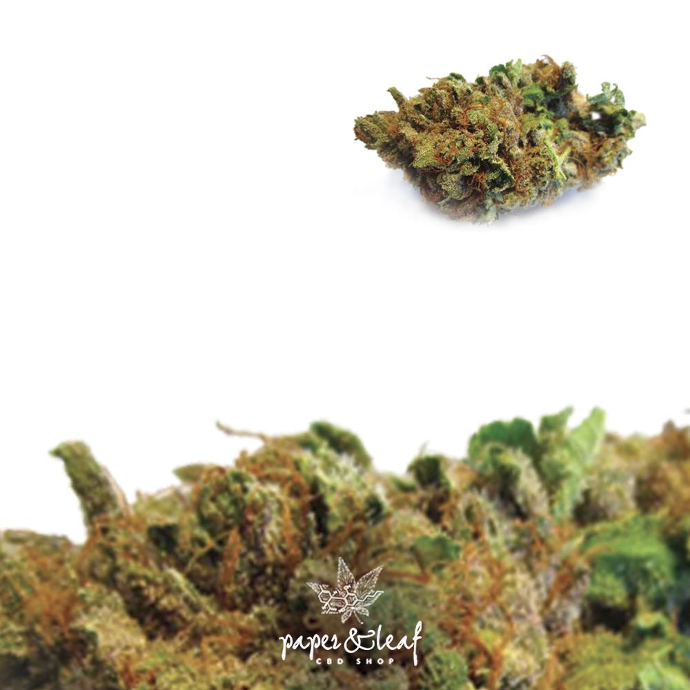 Paperandleaf_M's tweet photo. 🎖🎖

Candy Kush chez Paper&amp;Leaf 

Candy Kush est l’un des favoris de la CBD, qui associe deux classiques de la Californie, OG Kush et Trainwreck, pour créer un savoureux hybride. Comme son nom l'indique, la saveur est douce, comme un bonbon avec une forte odeur de citron.

😍😍 https://t.co/Jq5wPej6AX