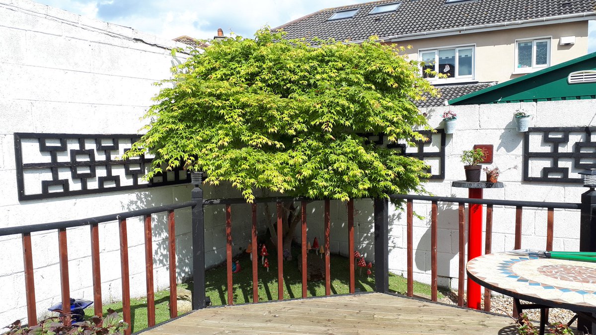 Neil_Can's tweet image. Somewhere in there is this year's tree.....