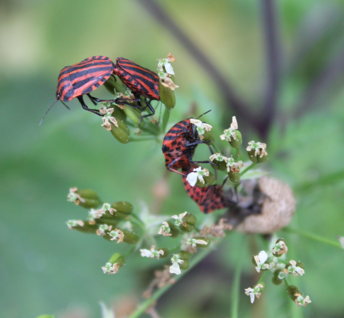 JiscaDijk's tweet photo. #wantsen heel veel parende #pyamaWantsen = #GraphosomaLineatum
Op #Fluitenkruid = #AnthriscusSylvestris
Boven strepen en onder stippen 😊 https://t.co/qzVXteUDFn