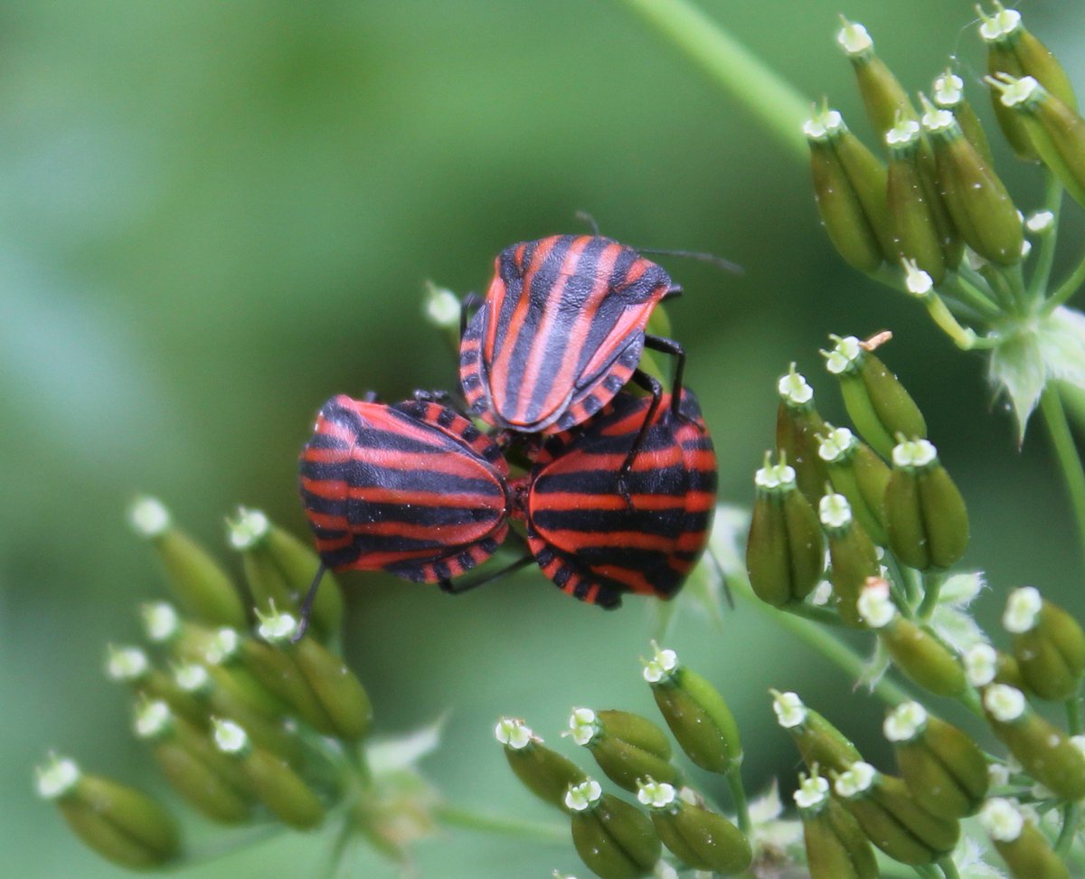 JiscaDijk's tweet photo. #wantsen heel veel parende #pyamaWantsen = #GraphosomaLineatum
Op #Fluitenkruid = #AnthriscusSylvestris
Boven strepen en onder stippen 😊 https://t.co/qzVXteUDFn