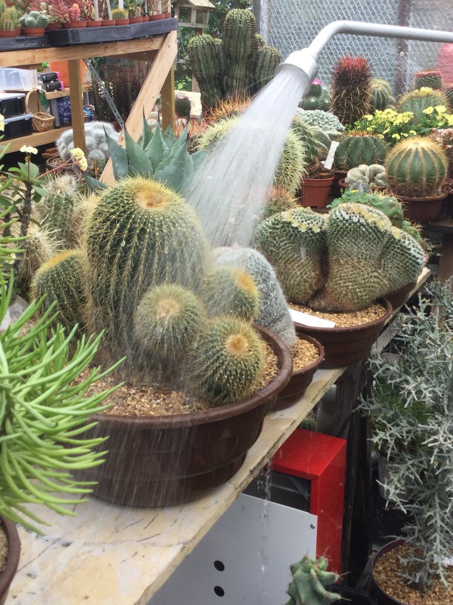 popsythecactus's tweet image. Thanks to all the people who sent me such lovely comments about my TV appearance on Friday evening. Now back home and had a lovely shower today, really needed it after all the dust @The_RHS #ChelseaFlowerShow2019 #cactuscouple #100masters