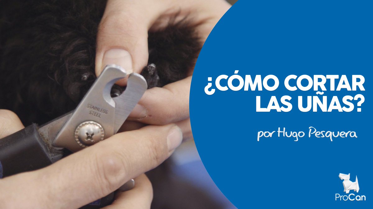escuelaprocan's tweet photo. Nuevo video en el canal de @YouTube ProCan TV como cortar las uñas del perro, no te lo pierdas y suscríbete!!!! https://t.co/bKI5iGhuNR https://t.co/R3xhy1VVQ3