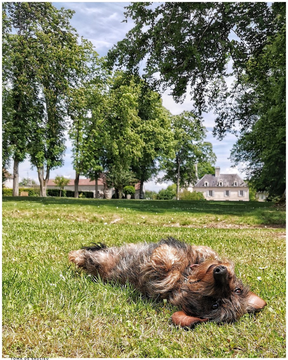 Toma_de_Saulieu's tweet photo. #teckel on the grass....
Let me introduce you to #MaPoule my #Mother last kids 😂
.
.
Life is so hard for a little dog ....
.
.
.
.
#portrait #portraitphotography #sleeping #dog #grass #lechateaudemamere #cute #pet… https://t.co/mlmsDxnXU4 https://t.co/HujGQbAHAb