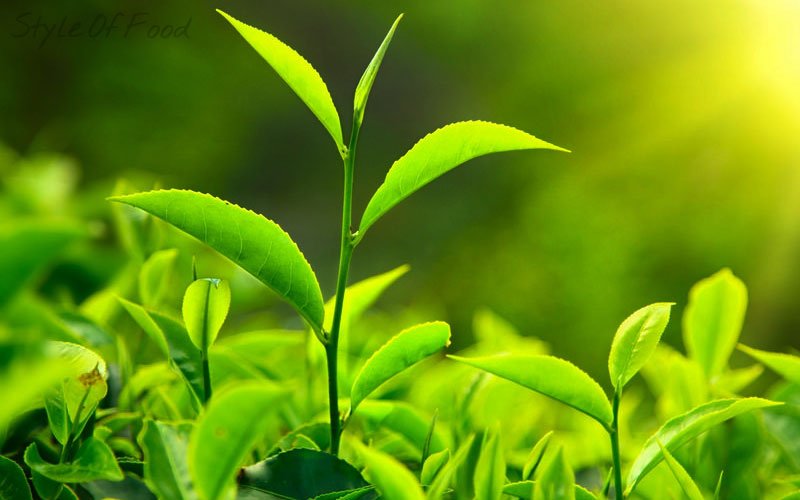 StyleofFood's tweet image. #styleoffood, #benefitsofgreentea, #greenteadaily,#greentea,#foodblog, #foodblogger, #bestfoodblogger styleoffood.com/benefits-of-gr…