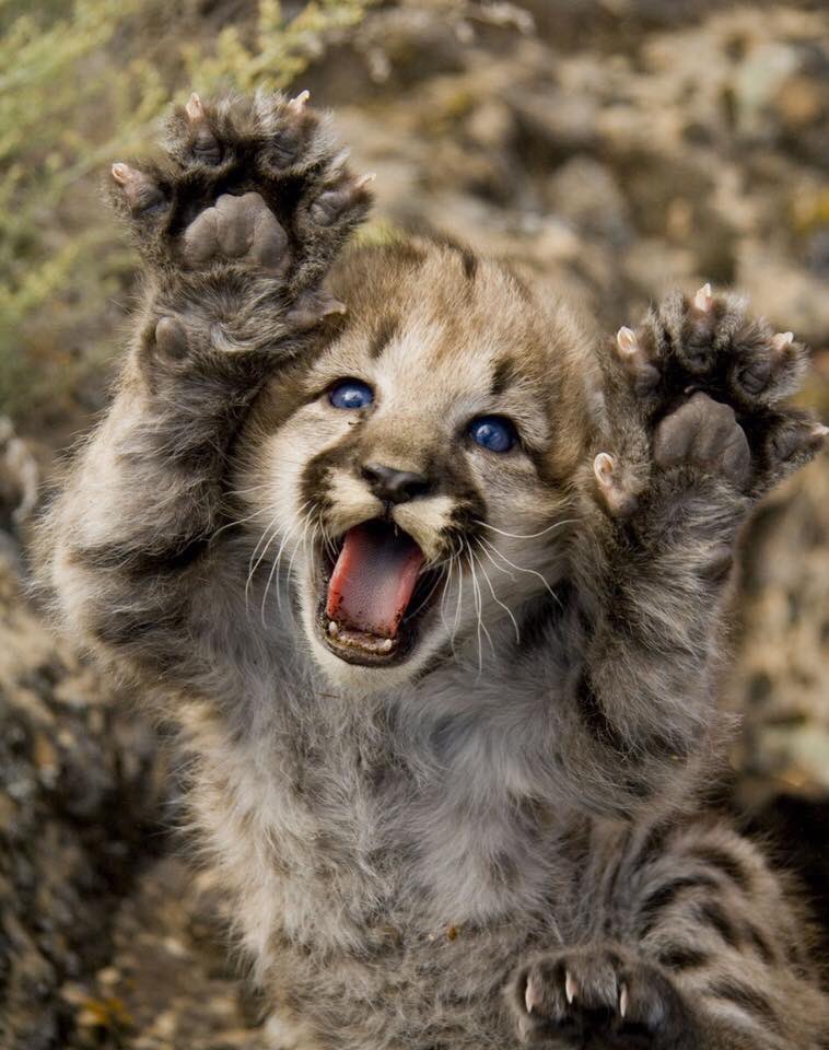 National Park Service (@natlparkservice) on Twitter photo I’m a lion! Rawrrrrr!
Researchers took this photo of a baby mountain lion at Grand Canyon National Park.
Image: Young mountain lion with raised paws at <a href="/GrandCanyonNPS/">Grand Canyon NPS</a> /NPS
#FindYourPark #SundayFunday I’m a lion! Rawrrrrr!
Researchers took this photo of a baby mountain lion at Grand Canyon National Park.
Image: Young mountain lion with raised paws at <a href="/GrandCanyonNPS/">Grand Canyon NPS</a> /NPS
#FindYourPark #SundayFunday