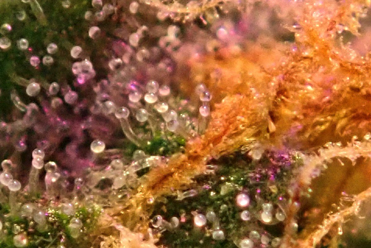 greenfusionled's tweet image. Such beauty 😍 

#ledgrowers 

#natural #meds #indica #sativa #weed #ganja #chronic #marijuana #cannabis #weedporn #shatter #kush #dabb #liveresin #toronto #rosin #647 #905 #513 #416 #wethenorth #6side #cannabiscommunity #710 #ganjaman #cbd #legalizeitdontcriticizeit #uk #herb