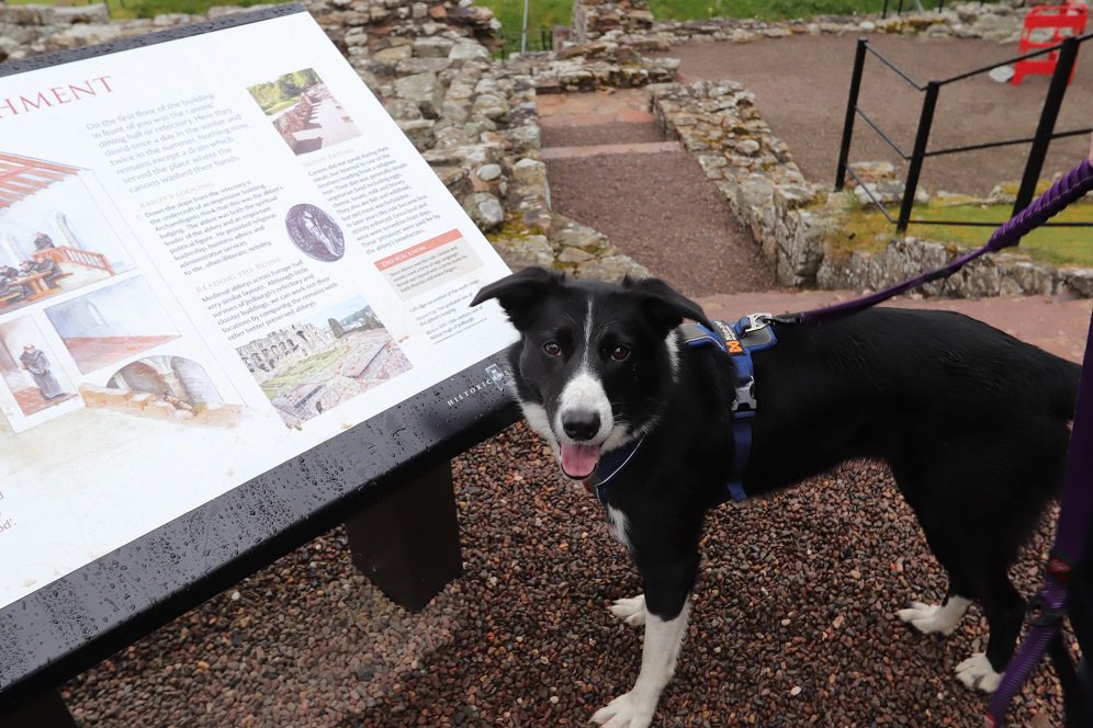 colliefullife's tweet photo. Exploring @welovehistory's Jedburgh Abbey.  We thought this one was amazing, but then we visited another abbey...

@DogFuriendly #historydogs #dogsoftwitter #HistoricScotland #DogsOfScotland #BorderCollieFC @BCTGB https://t.co/A8LHvqUM5K