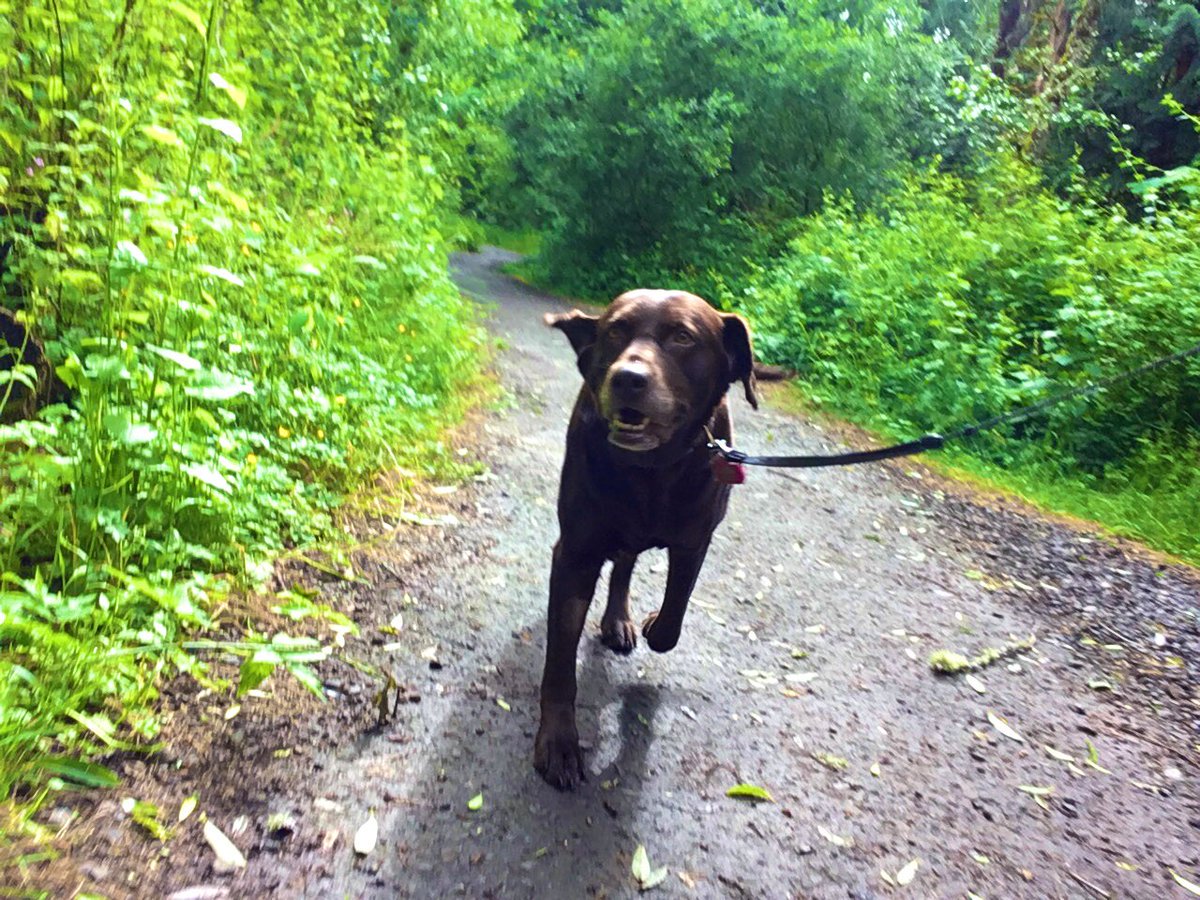 LibbyAndJen's tweet photo. ๐พ #LibbyTheLab worked up to a nice sprint during her morning walk ๐คฉ
I love see her recovering flawlessly from her #spay ๐ฅฐ
#ThankYou for taking such good care of my girl, @Banfield! โค๏ธ
#happyddog #SundayMorning
#LifeWithLibby #spayandneuter #Grateful #ThankfulSunday https://t.co/VoLh0O6L6p