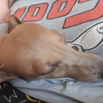 Photo by Moose's Sighthound Trust (@TrustMoose)