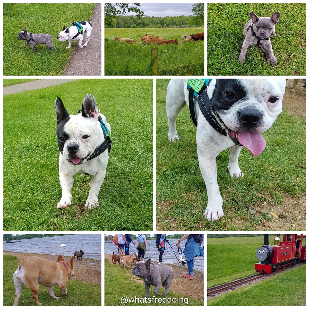 whatsfreddoing's tweet photo. So much fun on the #frenchiemeetup this morning, playing with #frenchies big and small.
#playdate #frenchiemeet #frenchiepuppies #frenchiedogs #frenchieboys #frenchiegirls #socialising #runningfree #playingtogether #sundaymorning #youngandold #bigandsmall #fredsays #suchfun https://t.co/kToLqgDFiH