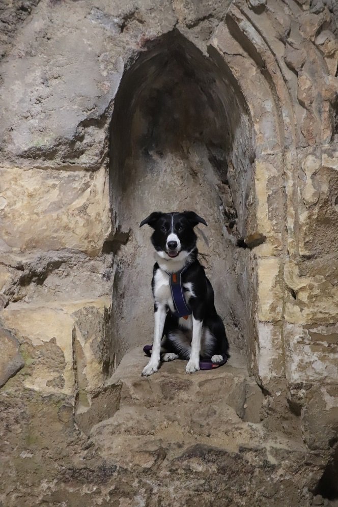 colliefullife's tweet photo. A change from exploring abbeys, we headed for a castle!  Dirleton Castle, beautiful grounds surrounding the castle and lots of fun exploring the castle itself.  

@welovehistory @DogFuriendly #dogsoftwitter #bordercolliefc #HistoryDogs #dogfriendly #dogsofscotland https://t.co/LhtiM2yef9