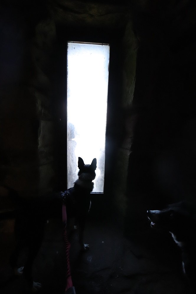 colliefullife's tweet photo. Exploring Tantallon Castle with it's fantastic views across to Bass Rock.  Moss found some cannon balls, bit too heavy for her to play with though!

@welovehistory #dogsoftwitter #bordercolliefc #HistoryDogs #DogsOfScotland https://t.co/u3nz8ocHDb