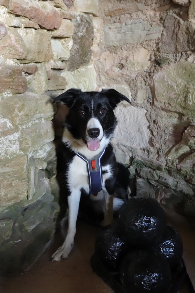 colliefullife's tweet photo. Exploring Tantallon Castle with it's fantastic views across to Bass Rock.  Moss found some cannon balls, bit too heavy for her to play with though!

@welovehistory #dogsoftwitter #bordercolliefc #HistoryDogs #DogsOfScotland https://t.co/u3nz8ocHDb
