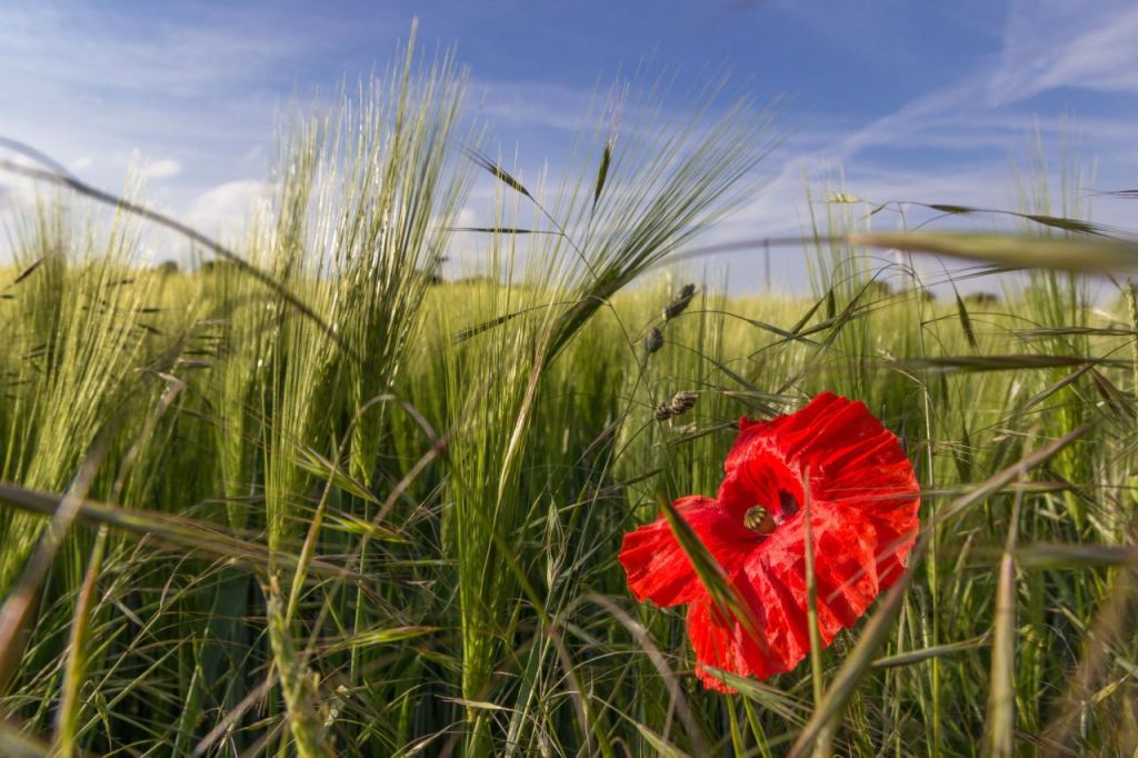 willkommen-in-germany: Sommer paulanerkl.com/willkommen-in-…