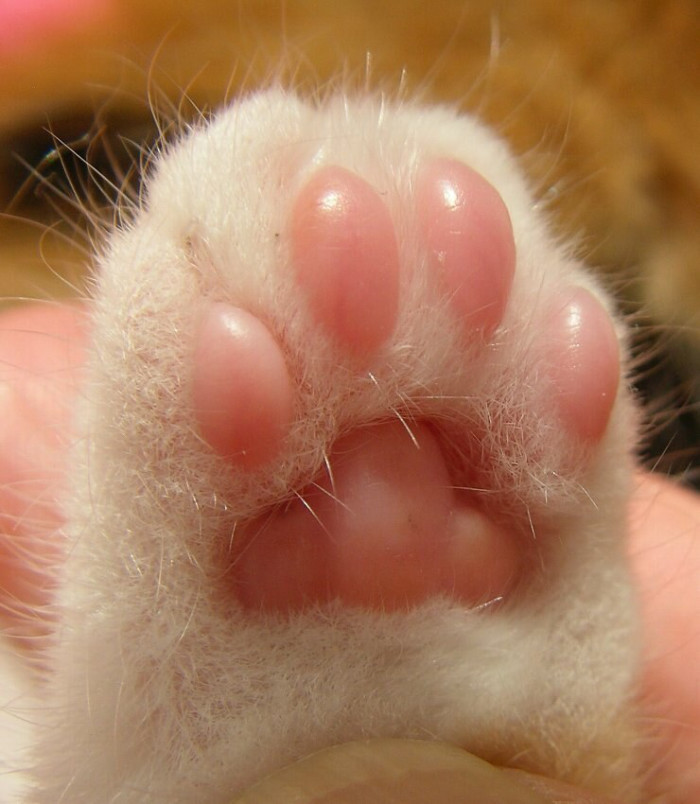 rumihimeVT's tweet photo. the scientific name for the toe beans of cats is called tori https://t.co/bvvgsp30ZB
