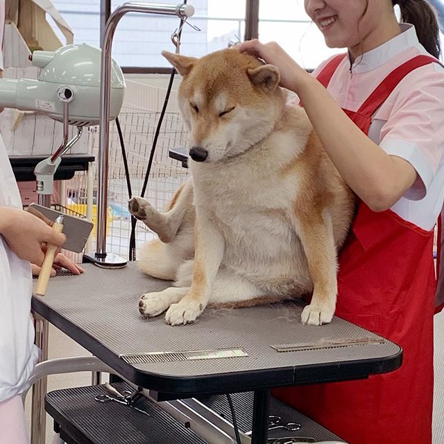 穴吹わんわんdays Twitter પર 身を委ねるにこちゃん 専門学校穴吹動物看護カレッジ 穴吹動物看護カレッジ 穴吹 専門学校 動物 犬 ペット Dog 新入生 トリマーの卵 トリマー トリミング 実習 シャンプー 柴犬 柴 Shiba 専門学校穴吹動物看護カレッジ 香川 穴吹わんわんdays Twitter પર 身を委ねるにこちゃん 専門学校穴吹動物看護カレッジ 穴吹動物看護カレッジ 穴吹 専門学校 動物 犬 ペット Dog 新入生 トリマーの卵 トリマー トリミング 実習 シャンプー 柴犬 柴 Shiba 専門学校穴吹動物看護カレッジ 香川