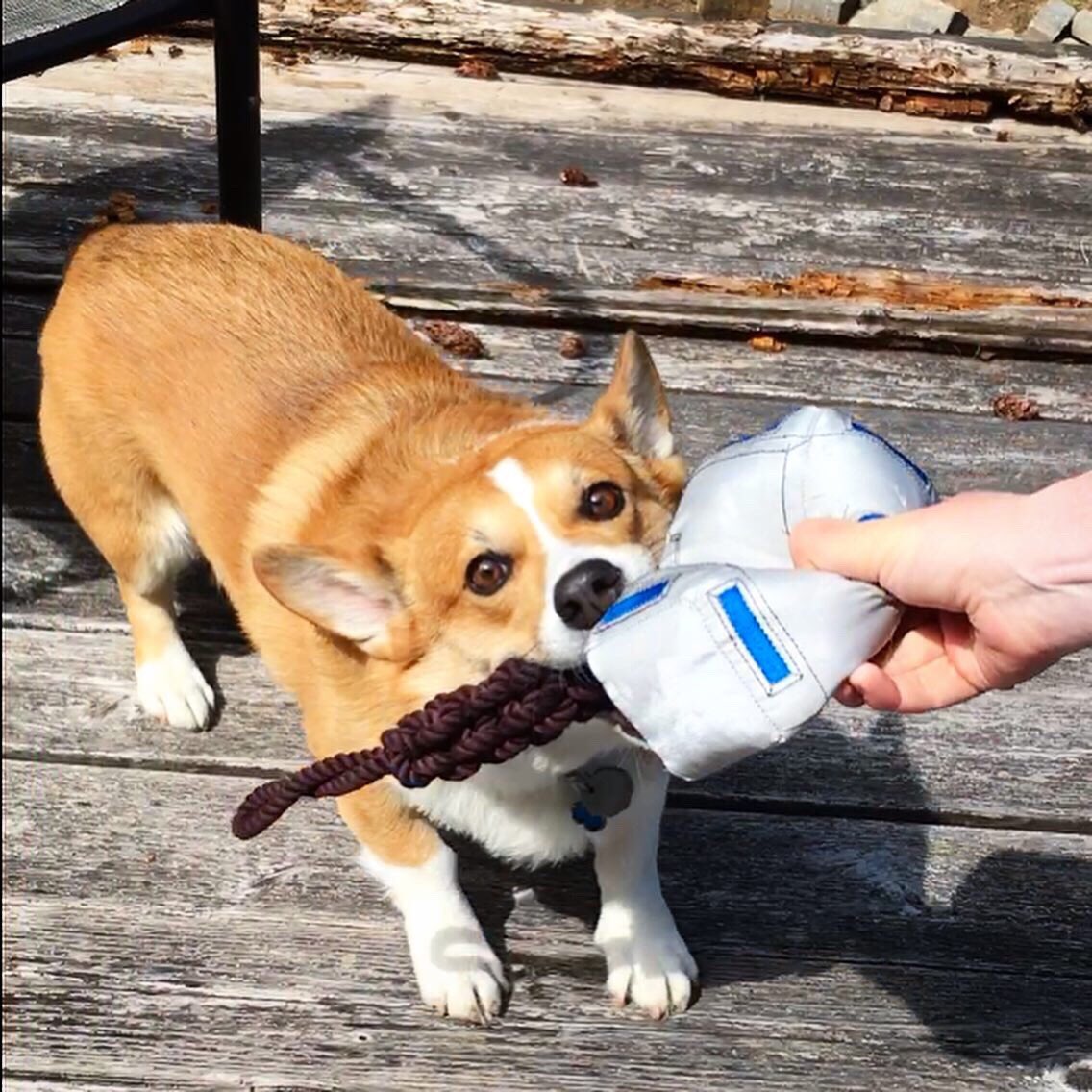 LayliaParker's tweet photo. When you know you’re a worthy “Thorgi.” #dogrates #marvel #thorgi #thor #corgi @chrishemsworth https://t.co/j7LfJ5Cayz