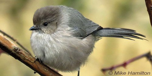 Forget pesticides —  a flock of 30 Bushtits can do a great job of ridding a garden of harmful aphids and scale insects! birdnote.org/show/bushtits