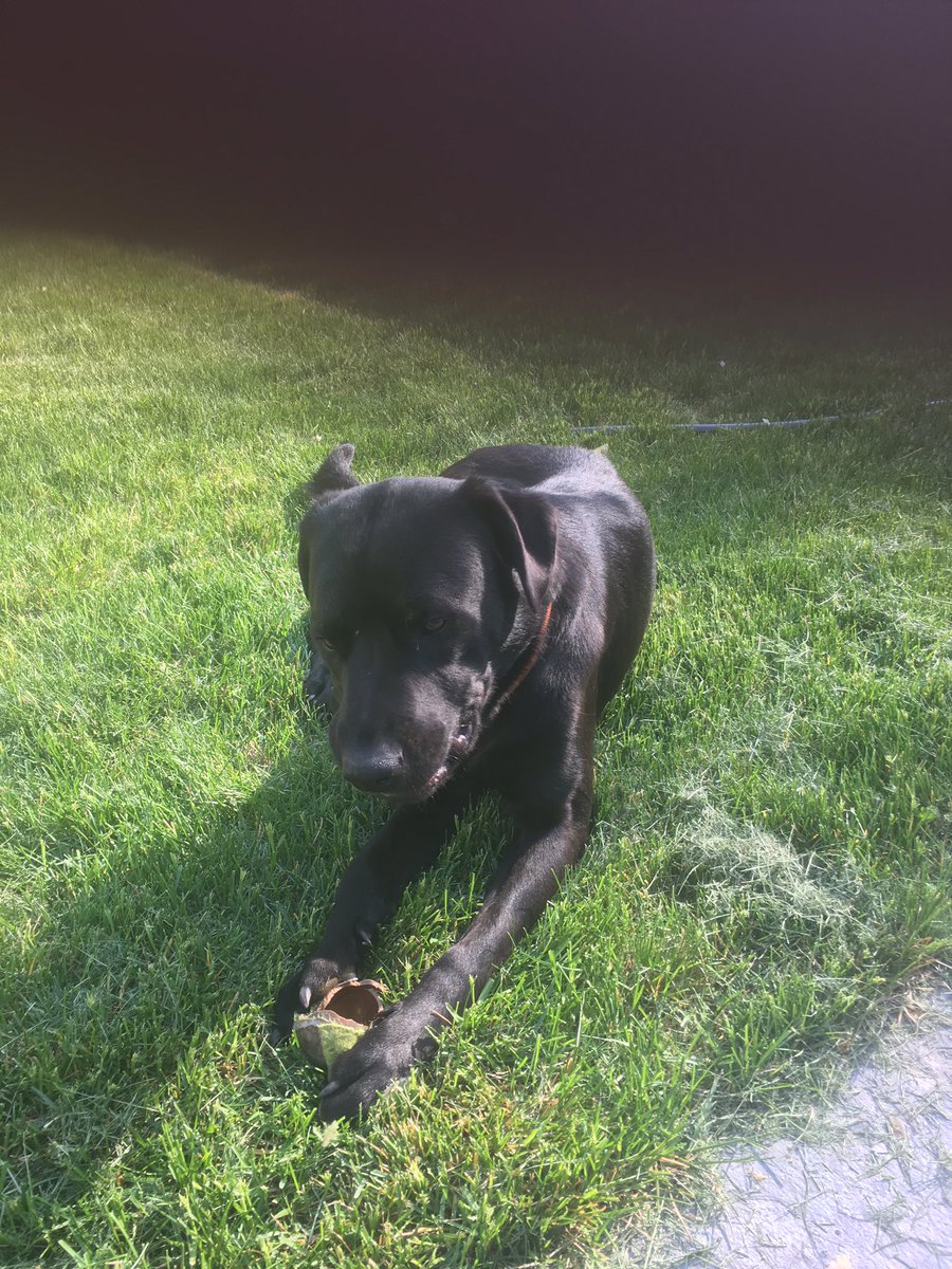 alotofgoodness's tweet image. Teaching my dog #fetching. It took him 5 minutes to #fetched the 🎾