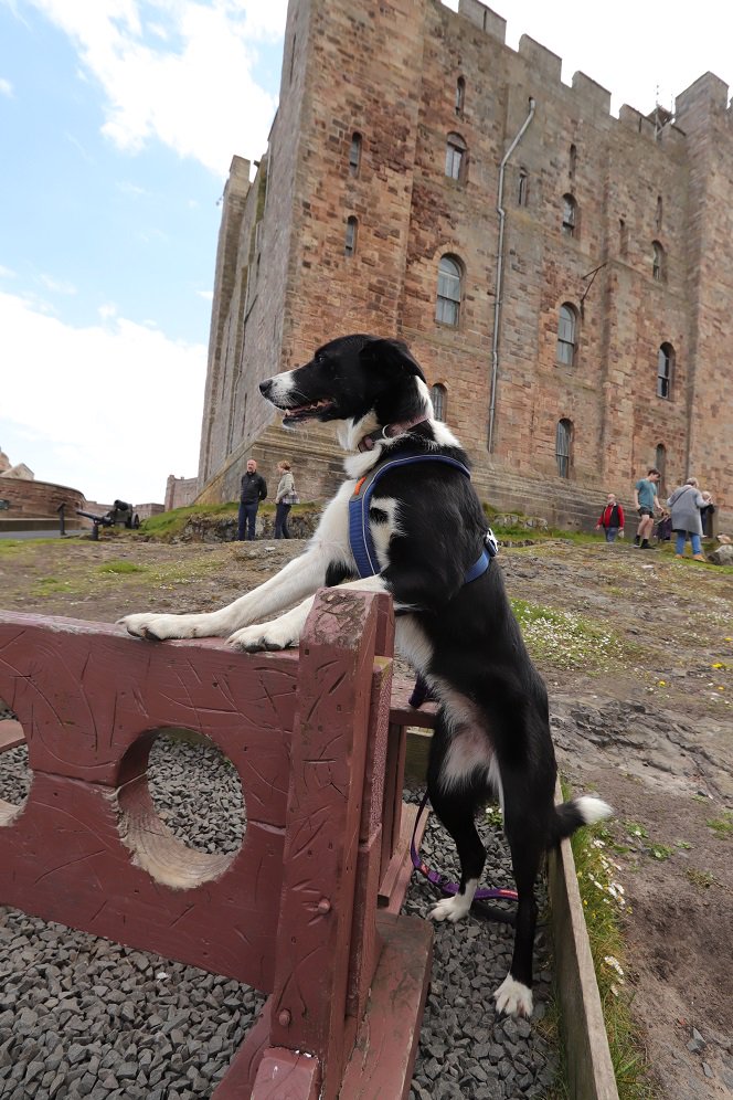 colliefullife's tweet photo. Taking stock of my surroundings, where to explore next? The state rooms are understandably out of bounds for us dogs, but who cares when there is plenty outside to see!
Moss
@Bamburgh_Castle @DogFuriendly #dogfriendly #dogsoftwitter #castledogs #HistoryDogs #bordercolliefc https://t.co/FfGrlamFlO