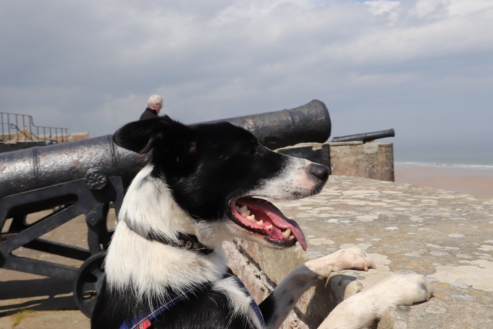 colliefullife's tweet photo. My wee bro Coinneach looking over the walls, he's a bit shorter than me so sometimes struggles to see over walls so he was happy to be able to see over the walls here 🤣
Moss
@Bamburgh_Castle @DogFuriendly @BCTGB #dogfriendly #dogsoftwitter #cannons #castledogs #HistoryDogs https://t.co/6I5EcpftsJ