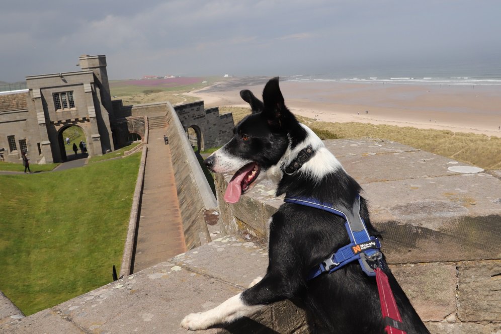 colliefullife's tweet photo. My wee bro Coinneach looking over the walls, he's a bit shorter than me so sometimes struggles to see over walls so he was happy to be able to see over the walls here 🤣
Moss
@Bamburgh_Castle @DogFuriendly @BCTGB #dogfriendly #dogsoftwitter #cannons #castledogs #HistoryDogs https://t.co/6I5EcpftsJ