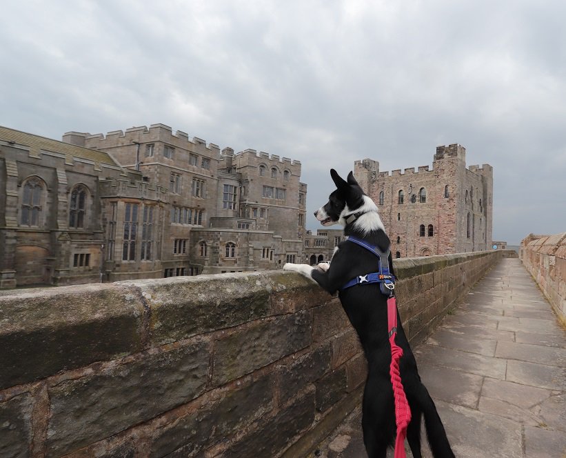 colliefullife's tweet photo. My wee bro Coinneach looking over the walls, he's a bit shorter than me so sometimes struggles to see over walls so he was happy to be able to see over the walls here 🤣
Moss
@Bamburgh_Castle @DogFuriendly @BCTGB #dogfriendly #dogsoftwitter #cannons #castledogs #HistoryDogs https://t.co/6I5EcpftsJ