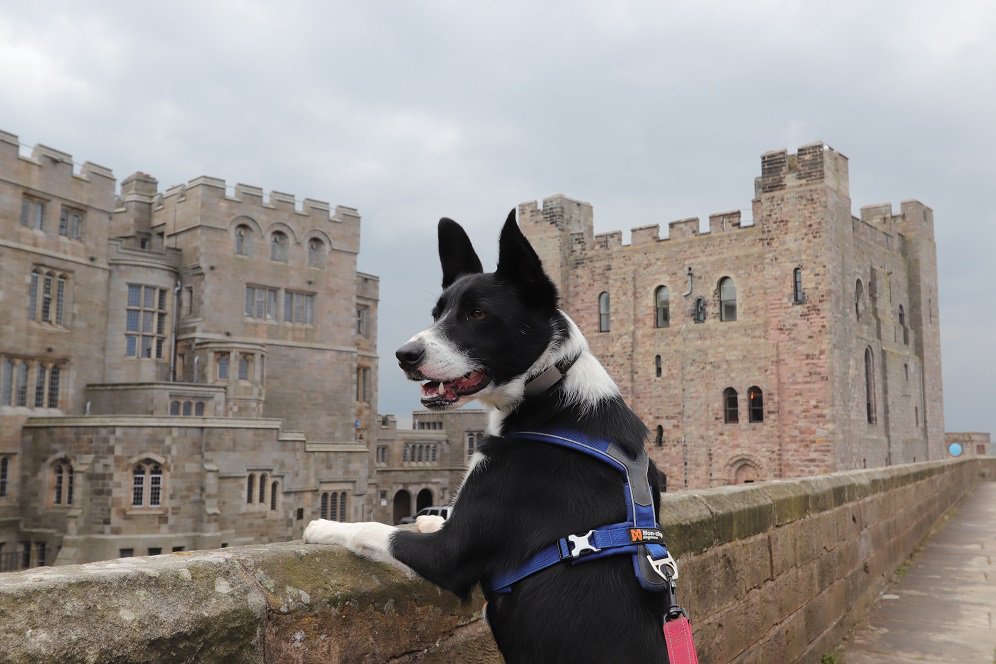 colliefullife's tweet photo. My wee bro Coinneach looking over the walls, he's a bit shorter than me so sometimes struggles to see over walls so he was happy to be able to see over the walls here 🤣
Moss
@Bamburgh_Castle @DogFuriendly @BCTGB #dogfriendly #dogsoftwitter #cannons #castledogs #HistoryDogs https://t.co/6I5EcpftsJ