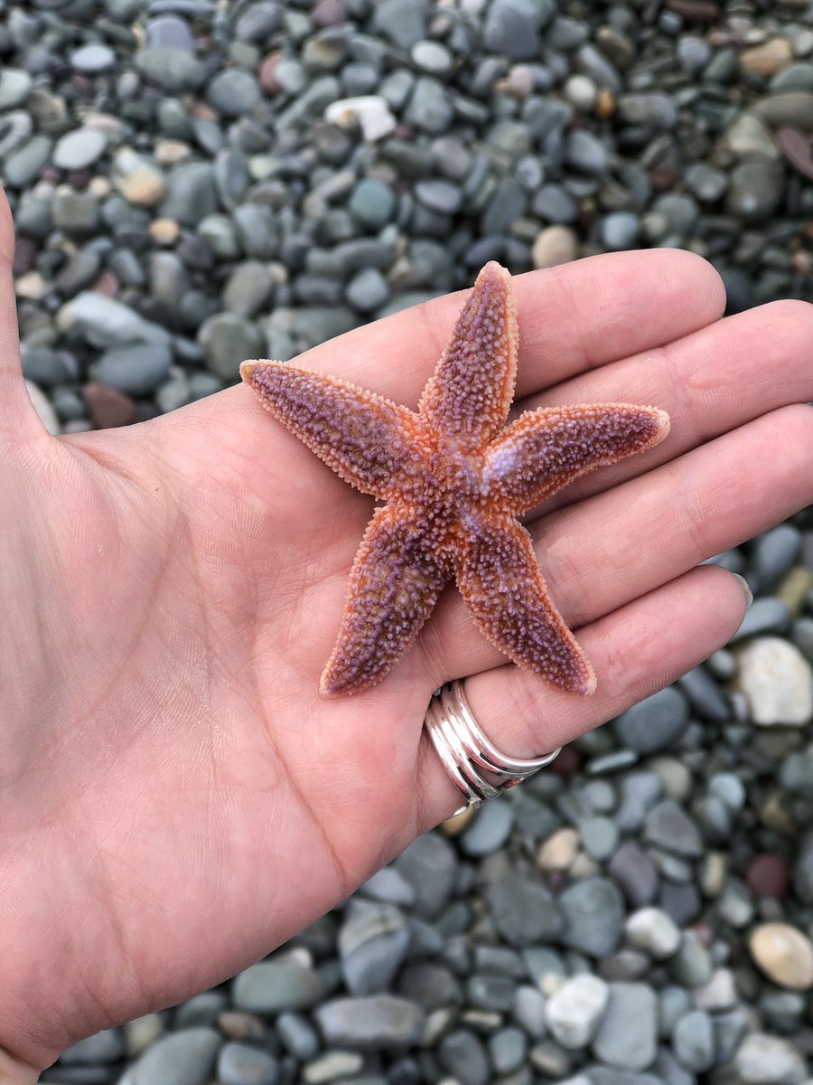 sundaymorninsam's tweet photo. Found this little dude at the beach before setting him down where the waters would find him. #SurpriseSeaCreatures #BabyStarfish https://t.co/VT4yYXnXVG