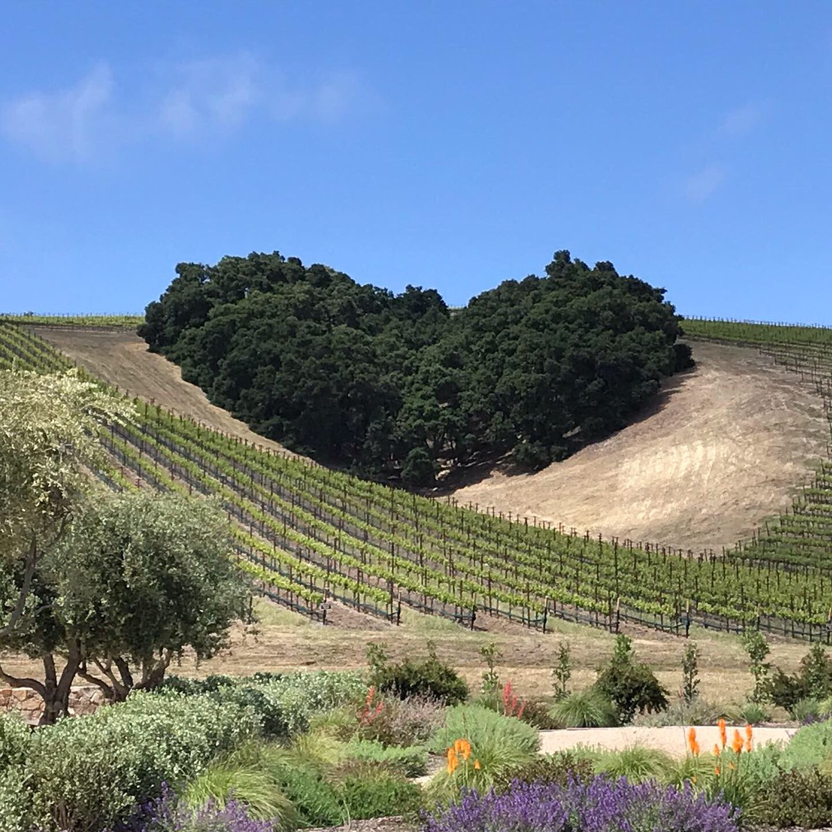 Robert Nellis (@robertleenellis) on Twitter photo Beautiful heart-shaped forest at the Niner Wine Estates in Paso Robles. <a href="/ninerwine/">Niner Wine Estates</a> #PasoRobles #winecountry Beautiful heart-shaped forest at the Niner Wine Estates in Paso Robles. <a href="/ninerwine/">Niner Wine Estates</a> #PasoRobles #winecountry
