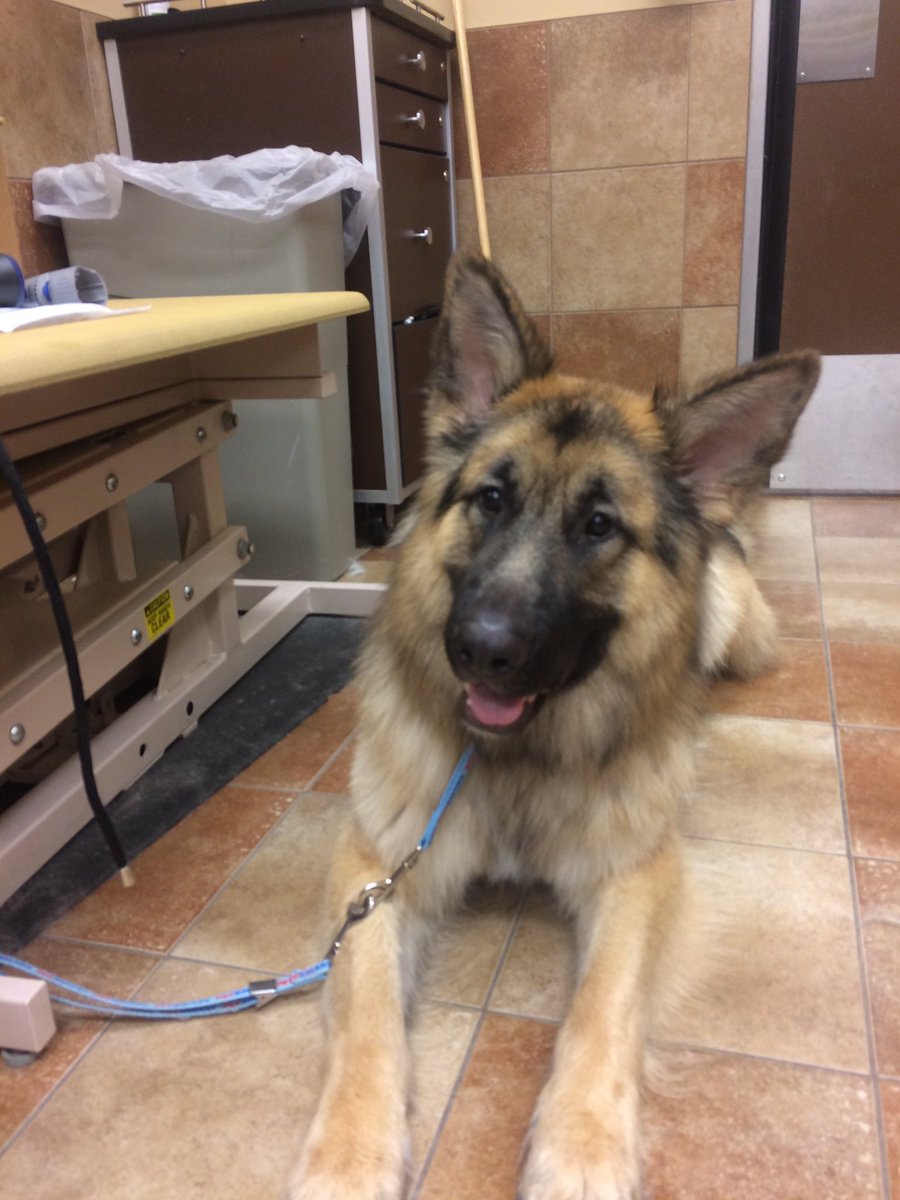 PetSmart 2341 tweet media