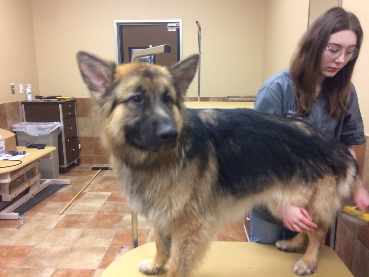 PetSmart 2341 tweet media