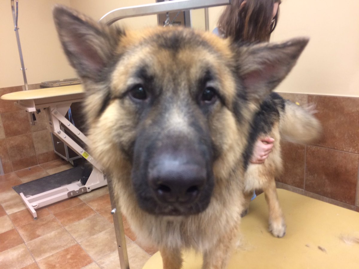 PetSmart 2341 tweet media