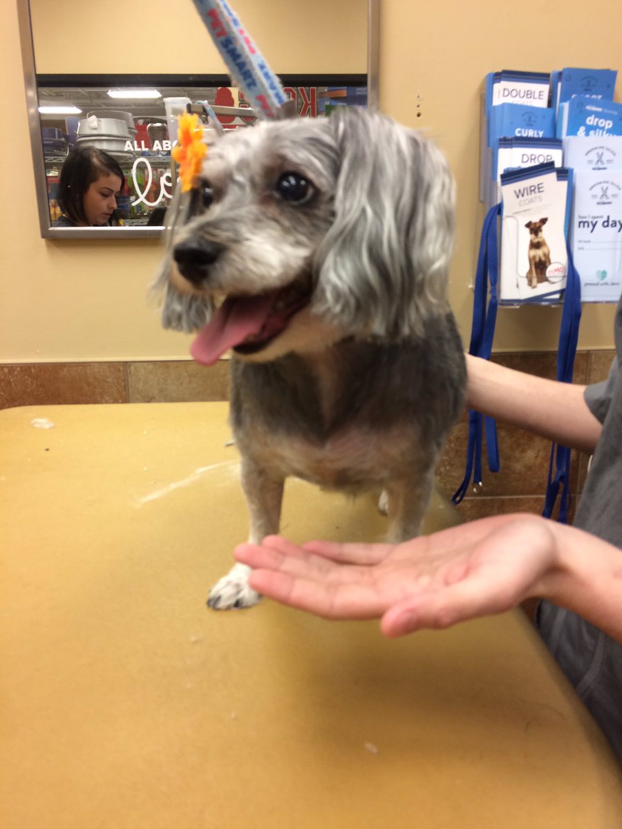 PetSmart 2341 tweet media