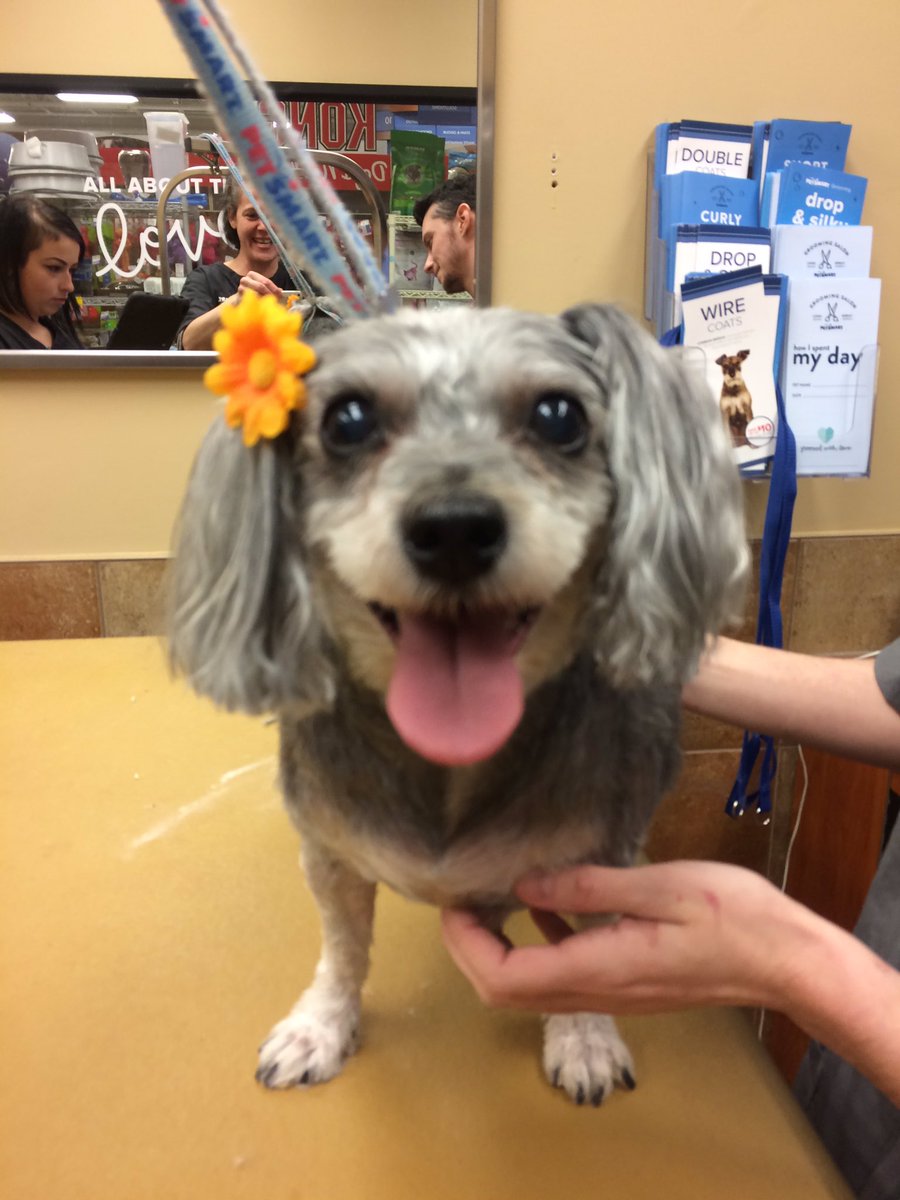 PetSmart 2341 tweet media