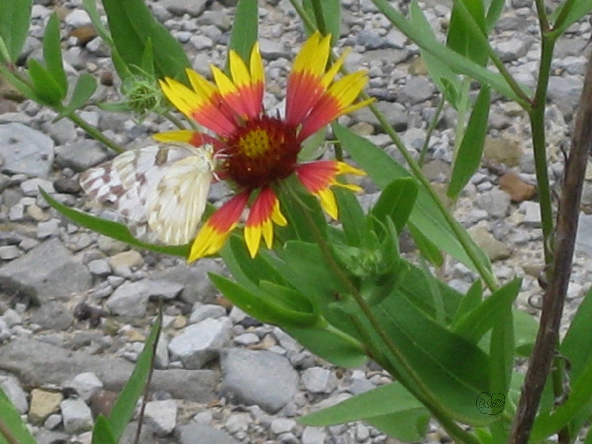 ouachitaways's tweet photo. #WhiteCheckered #Butterfly (female) on #IndianBlanketFlower
#Oklahoma State #WildFlower
#WMBWSandGardens #thankULord https://t.co/ngctxmrtsP