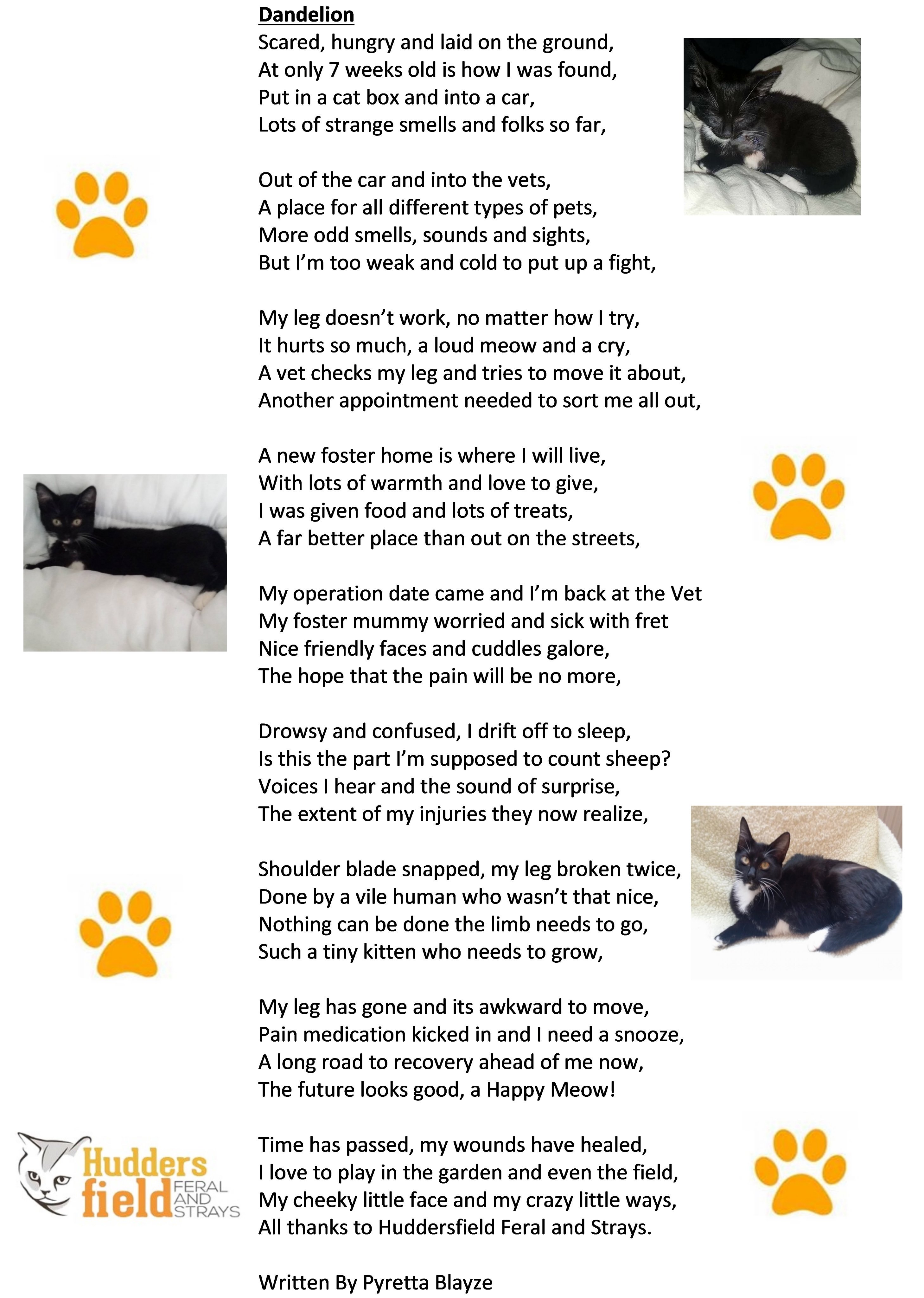 Hudds Feral Strays Hdferalandstray Twitter