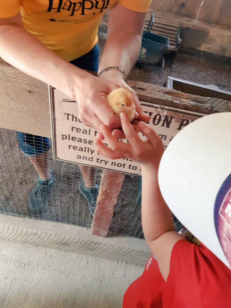 Taylorjones052's tweet photo. We had a great time at @clovermead on Friday! All were excited to visit the animals, pet a bee and explore the fun activities  that Clovermead has to offer! 🐝🐣 @FDRooseveltPS https://t.co/LXExafSFPr