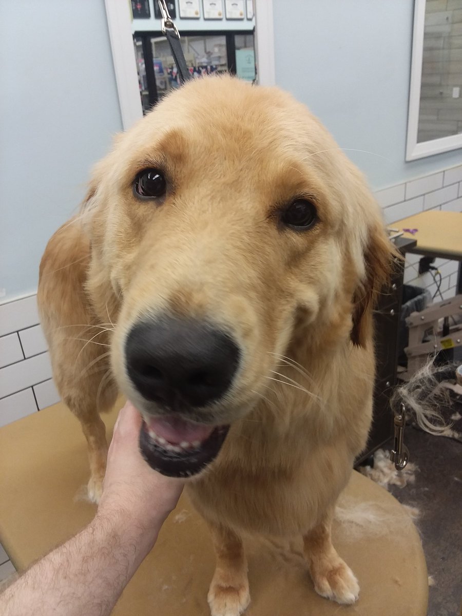 AnthonySkatz's tweet photo. Unless @WWERollins objects, I'm counting "Colby" as a #WWEDogs member and I dare Seth to tell him otherwise. https://t.co/63ndSStLCm