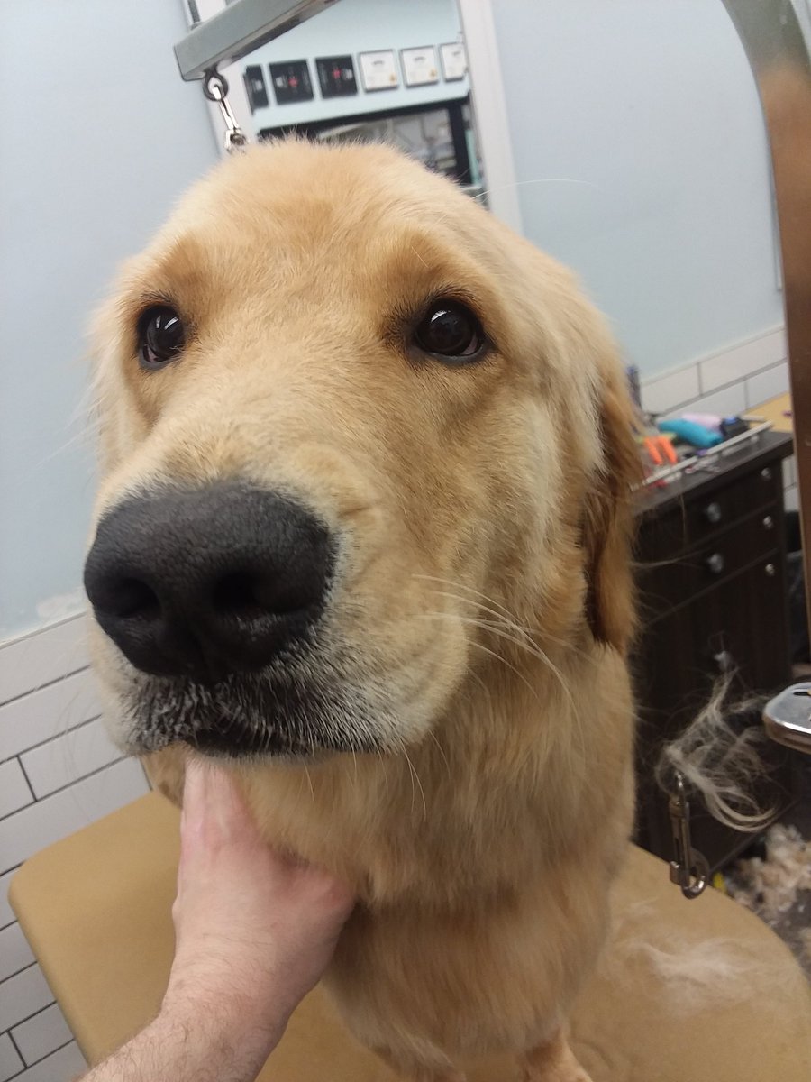 AnthonySkatz's tweet photo. Unless @WWERollins objects, I'm counting "Colby" as a #WWEDogs member and I dare Seth to tell him otherwise. https://t.co/63ndSStLCm