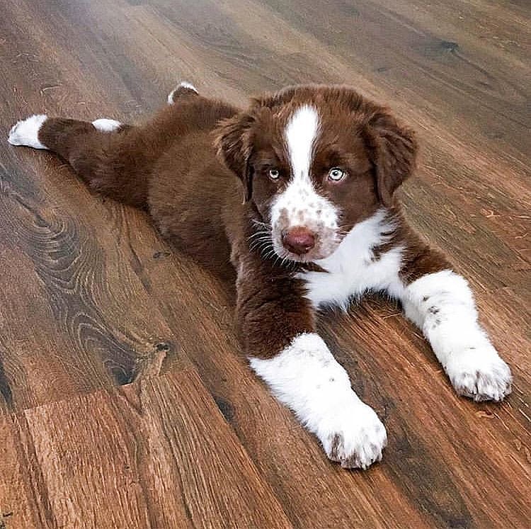 Save The Animals tweet media