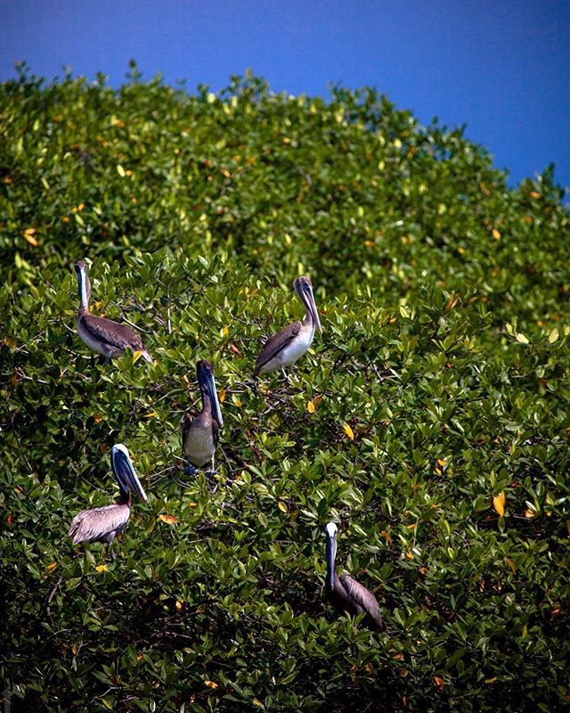 Pelican meeting tree only, Pelican’ts have to keep moving. .
.
.
.
.
#5Dmarkii  #bahiadecaraquez #ecuador #teamcanon #cpfeatureme #canonwhatelse
#originalphotography #bellusphoto
#ashevillephotographer #dslrofficial #lr_earth #traveladdicted #adventuretr… bit.ly/2JFNvJe