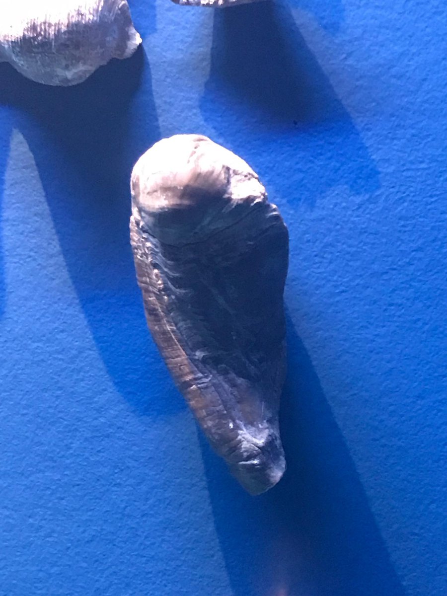 Emily_D_Thorpe's tweet photo. Found an unlabeled #rudist bivalve #fossil in a display at the #milwaukeepublicmuseum! Awesome field trip to start the week #SPNHC2019 https://t.co/0xMwpEzPc8